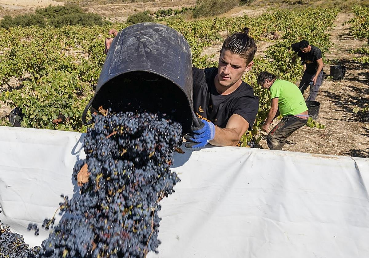 La vendimia comenzó el 17 de septiembre en Bodegas Tierra.