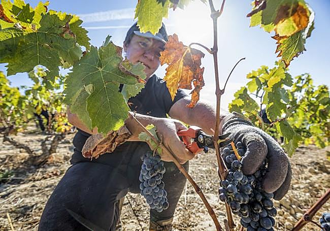 Sonia Cerrillo lleva trabajando como temporera 20 años.