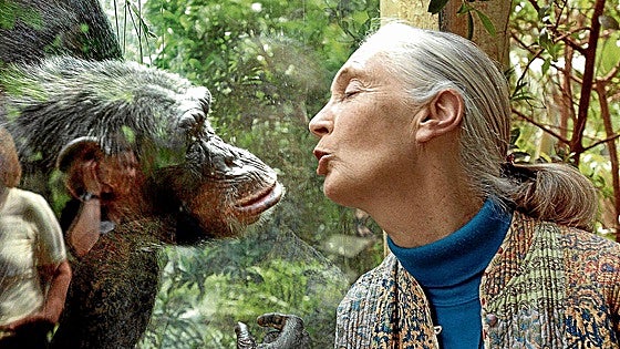 Muere Jane Goodall, la niña que quiso ser Tarzán