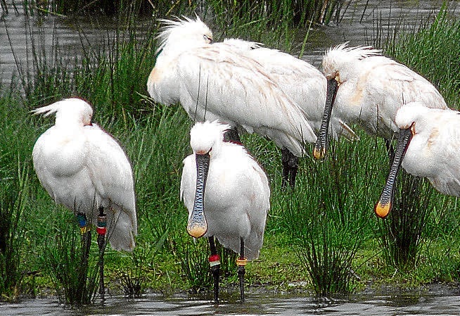 Un grupo de espátulas descansa en la marisma de Gautegiz Arteaga en su viaje migratorio.