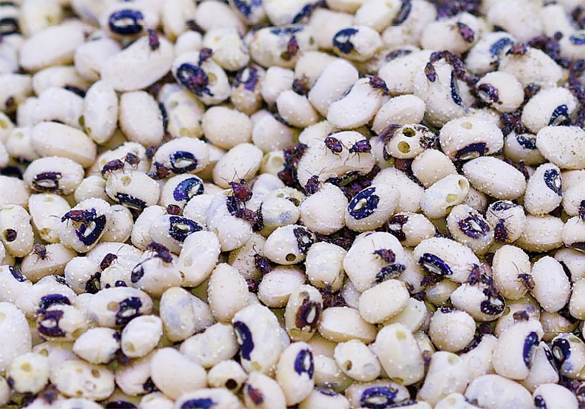 Foto de archivo de gorgojos en las alubias.