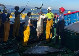 Uno de los 38 ejemplares de atún rojo sacrificados ayer en Getaria es descargado en el pesquero, Sobre cubierta, ya eviscerado, otro ejemplar en torno a los 115 kilos.