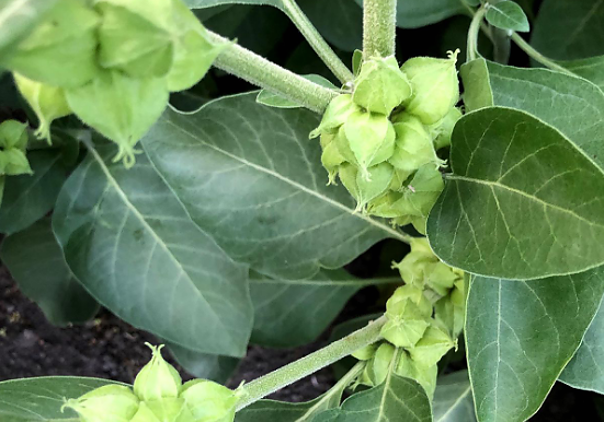 La planta de moda que ayuda a dormir, potencia la memoria y mejora la salud sexual