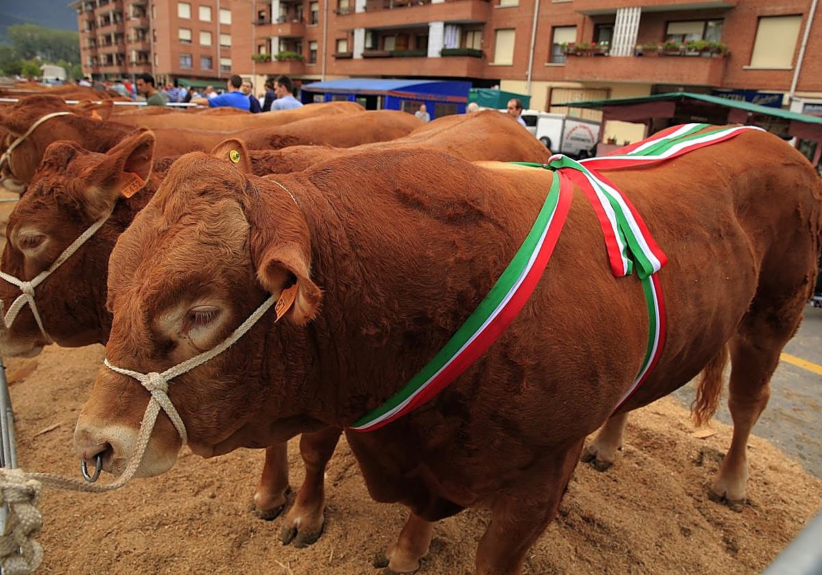 Artebizkarra acogerá el espacio ganadero con la presencia de caballos de competición y ganado ovino premiado a nivel internacional.