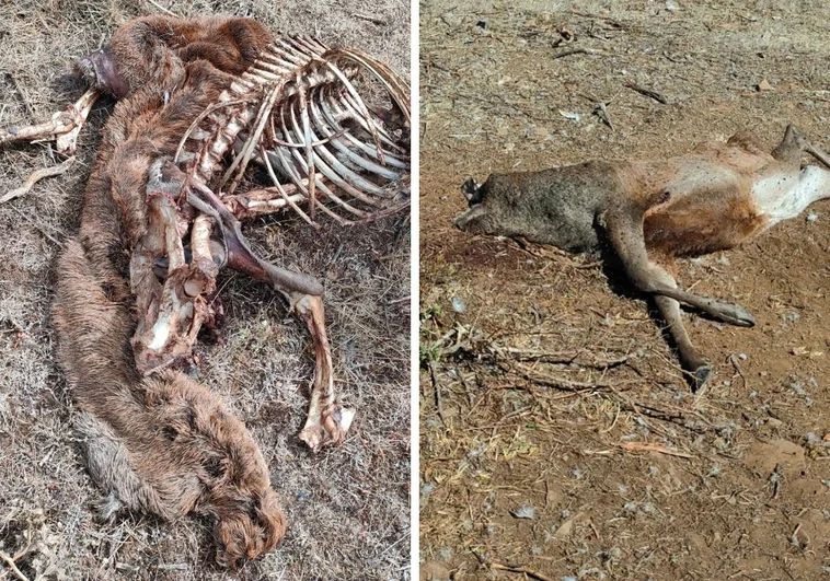 A la izquierda un venado decapitado y comido por los buitres en Arcera, a la derecha, un venado abatido en la misma localidad de Valdeprado del Río.