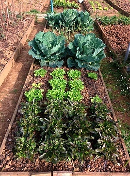 Las parcelas ofertadas miden entre 30 y 50 metros cuadrados.