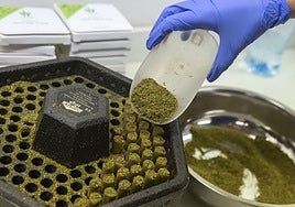 El consejero vasco de Salud teme que se «banalice» el consumo de cannabis tras su legalización para uso medicinal