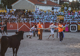 Una de las vaquillas que el martes participó en Gran Prix
