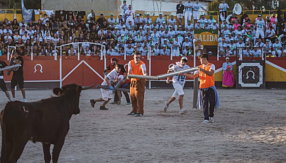 Localizan a la vaquilla desaparecida en Medina de Pomar cerca de la plaza de toros