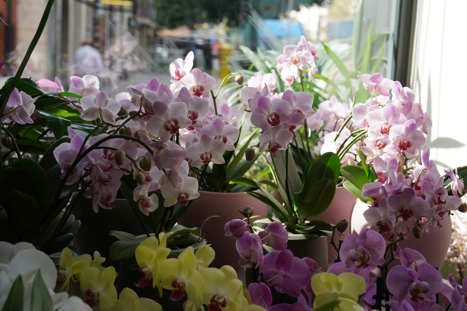 Nagore, la niña que vendía flores en el mercado de El Arenal, abre su floristería frente al Ayuntamiento de Bilbao