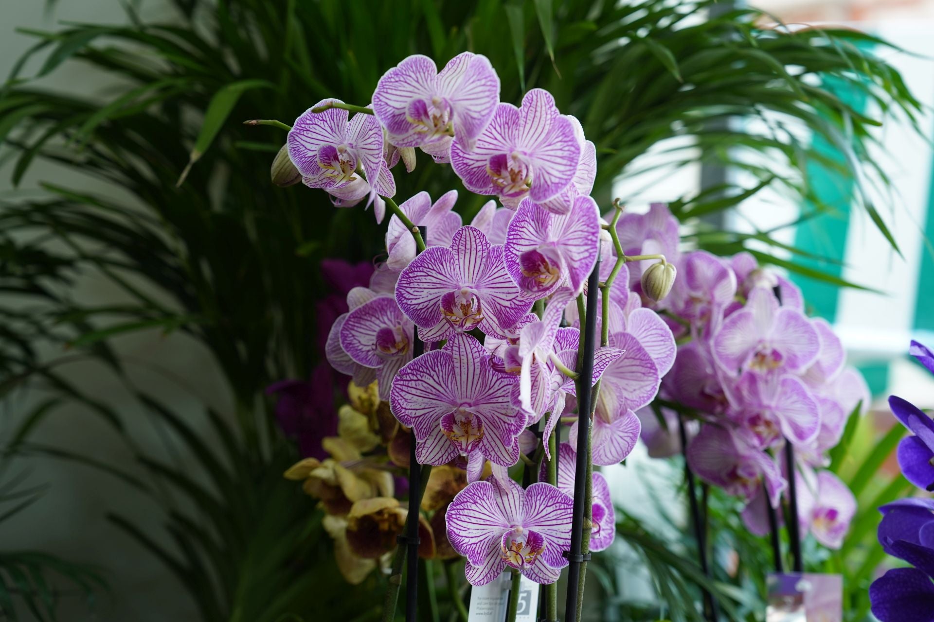 Nagore, la niña que vendía flores en el mercado de El Arenal, abre su floristería frente al Ayuntamiento de Bilbao