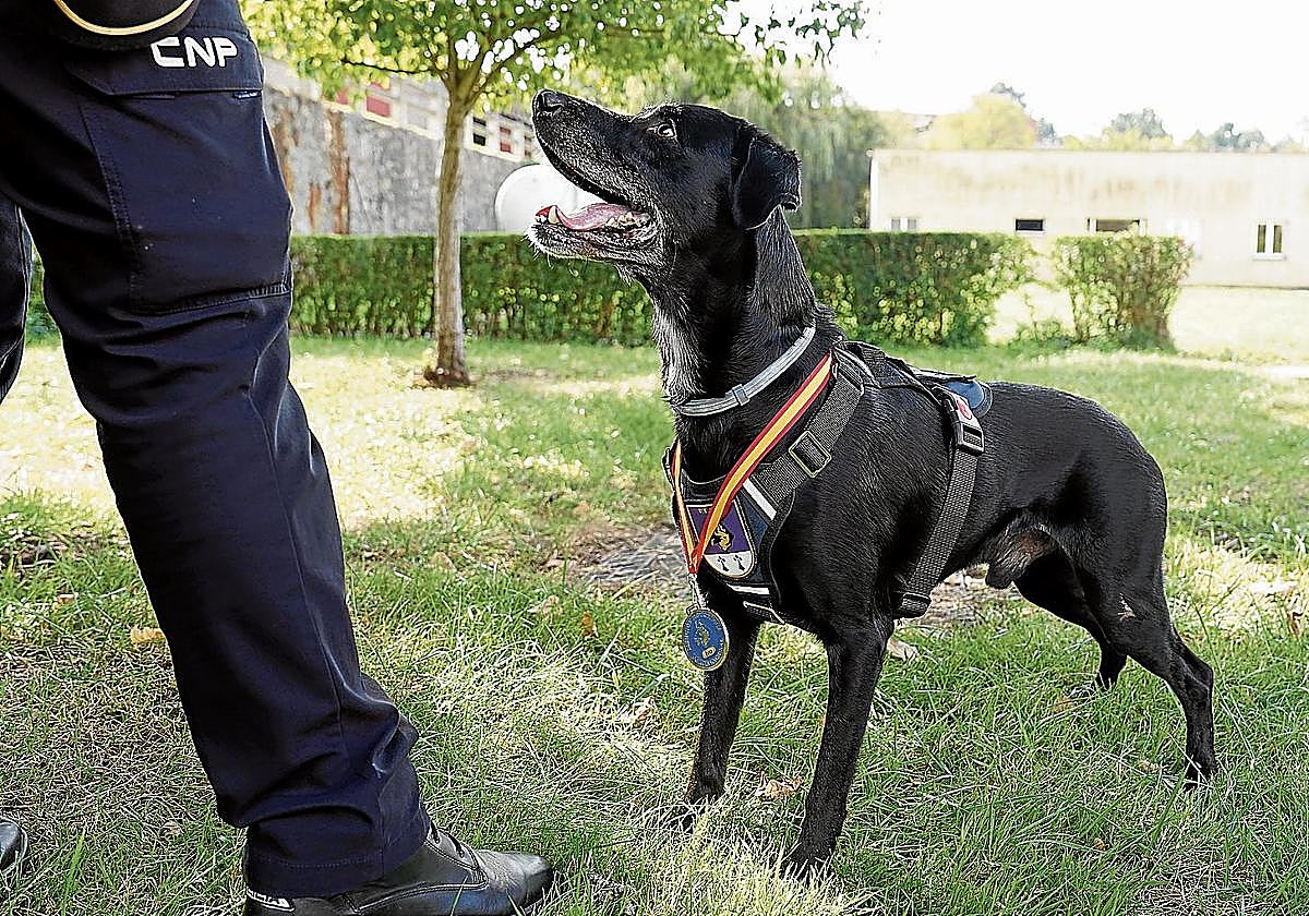 'Ivo', con la medalla al cuello, atiende las indicaciones de Manu, su guía.