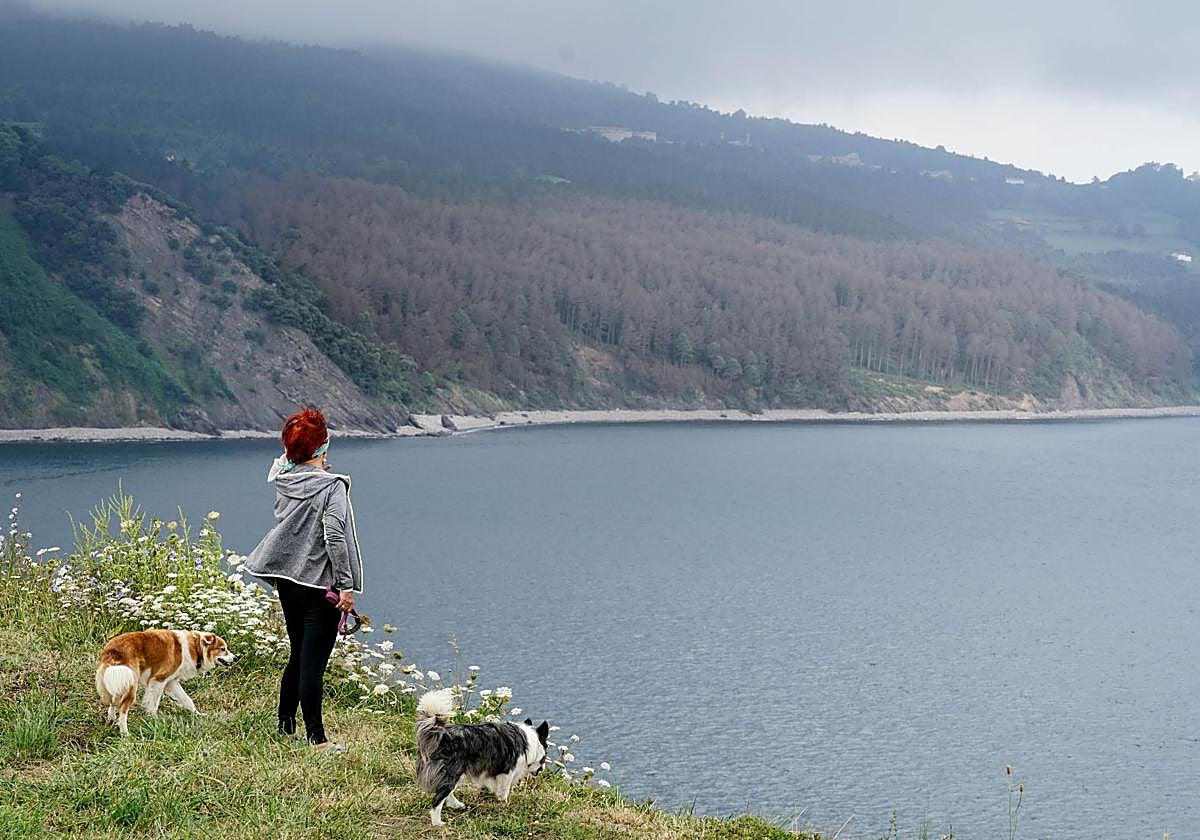 La imagen muestra el bosque afectado, al inicio del ataque de la lagarta peluda.
