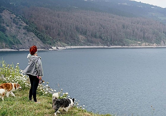 La imagen muestra el bosque afectado, al inicio del ataque de la lagarta peluda.