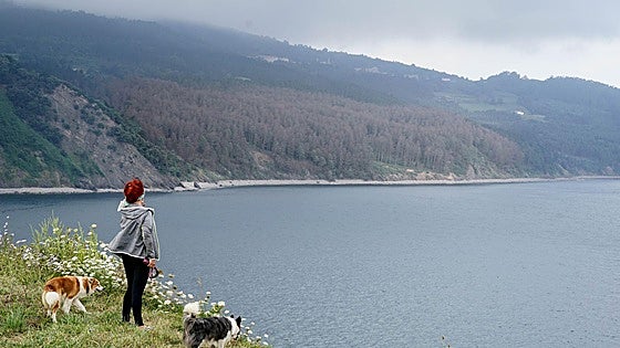 La plaga de la lagarta peluda acaba con un bosque de 7.000 pinos en Bermeo