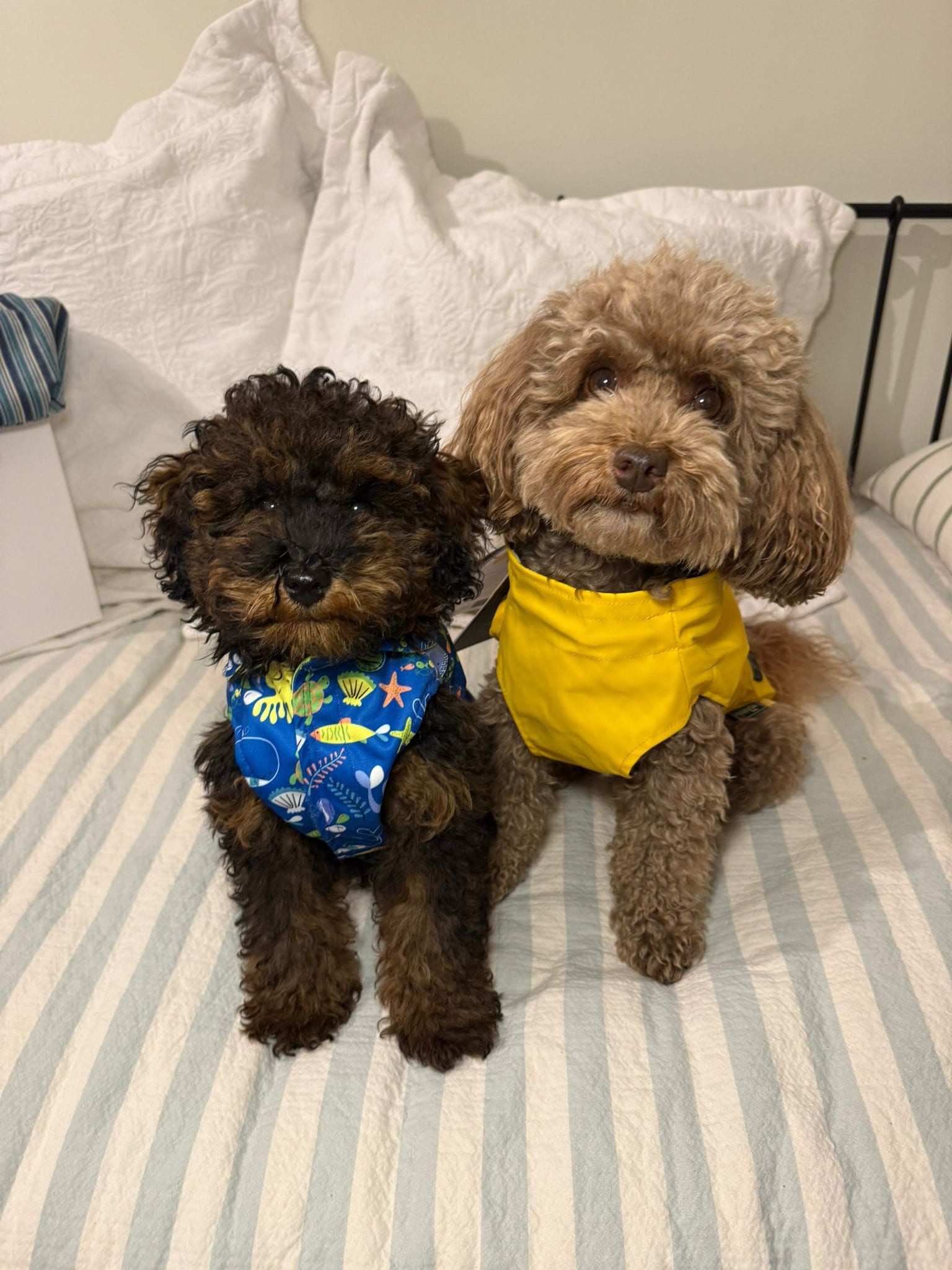 Marta, la sastre de los perros más elegantes de Bilbao: «Les tomo las medidas… ¡y hay premio!»