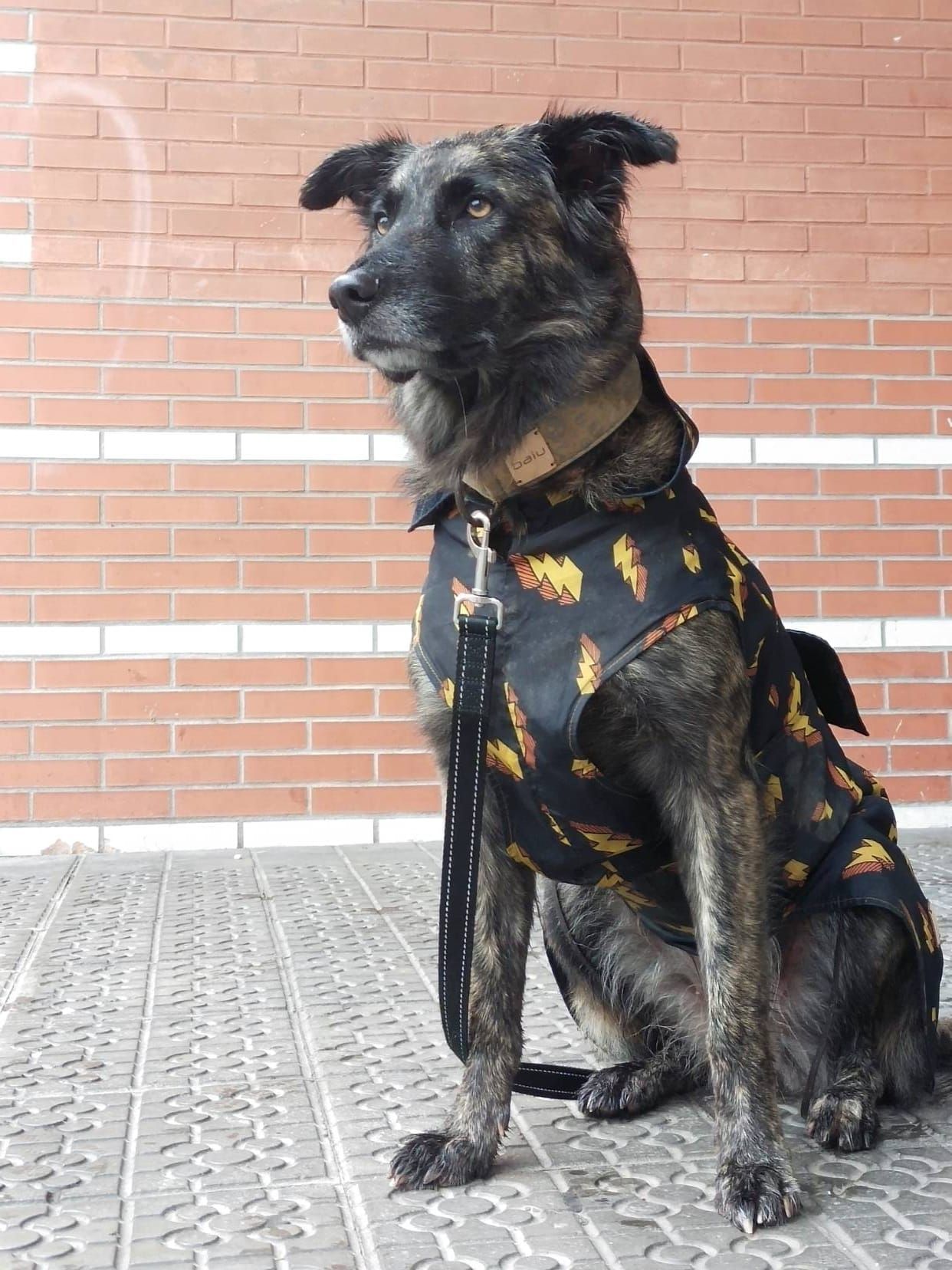 Marta, la sastre de los perros más elegantes de Bilbao: «Les tomo las medidas… ¡y hay premio!»