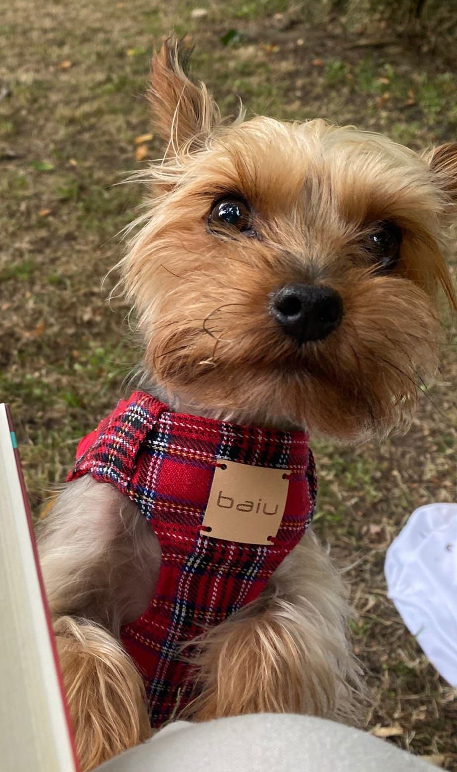 Marta, la sastre de los perros más elegantes de Bilbao: «Les tomo las medidas… ¡y hay premio!»