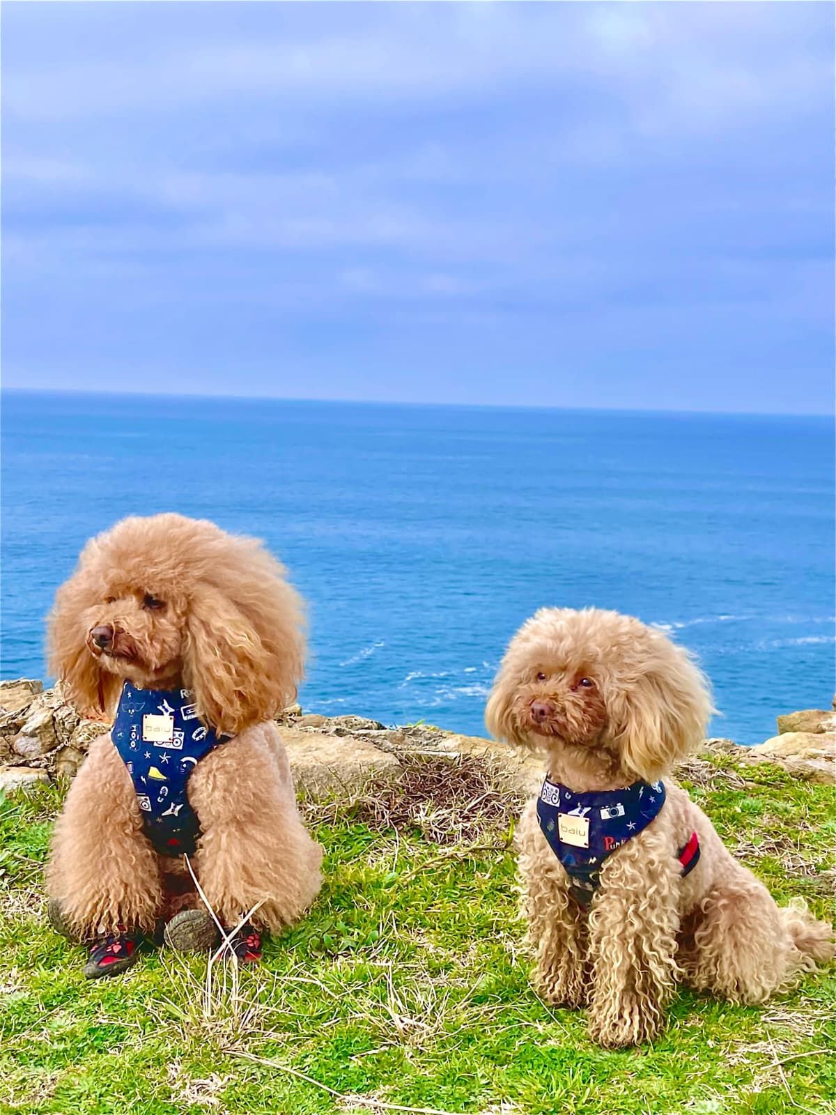 Marta, la sastre de los perros más elegantes de Bilbao: «Les tomo las medidas… ¡y hay premio!»
