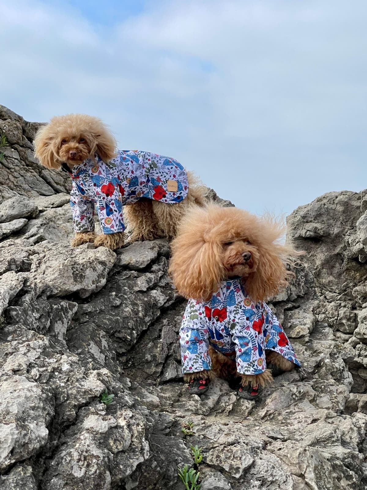 Marta, la sastre de los perros más elegantes de Bilbao: «Les tomo las medidas… ¡y hay premio!»