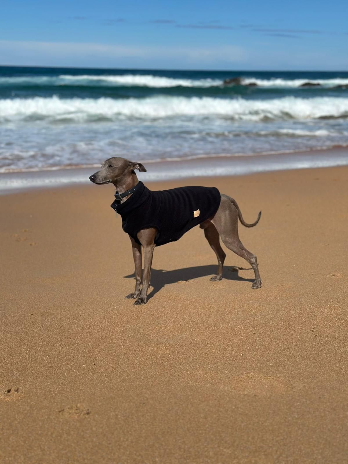 Marta, la sastre de los perros más elegantes de Bilbao: «Les tomo las medidas… ¡y hay premio!»