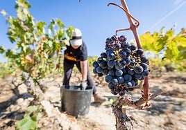 Un temporero de Rioja Alavesa, durante la vendimia de este año