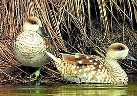Una de las parejas bajo control.