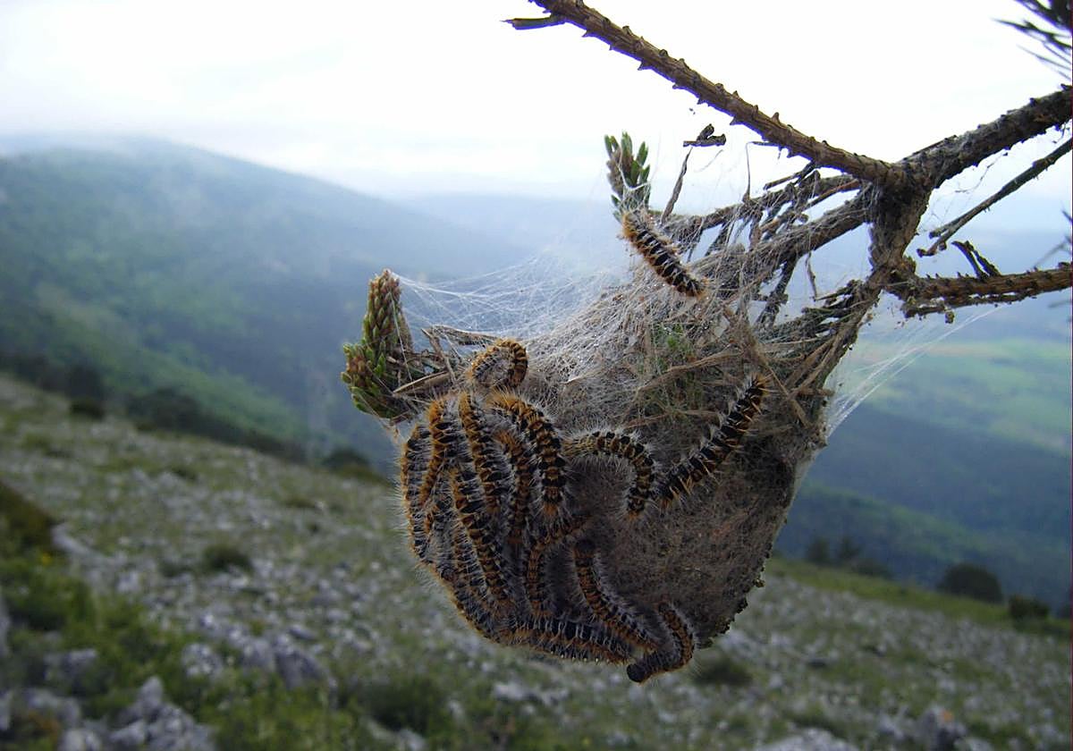 La campaña de tratamiento aéreo para el control de la procesionaria arranca en Llodio