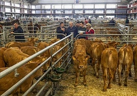 Unos ganaderos observan a los terneros en el ferial de Torrelavega, durante el pasado mes de agosto.