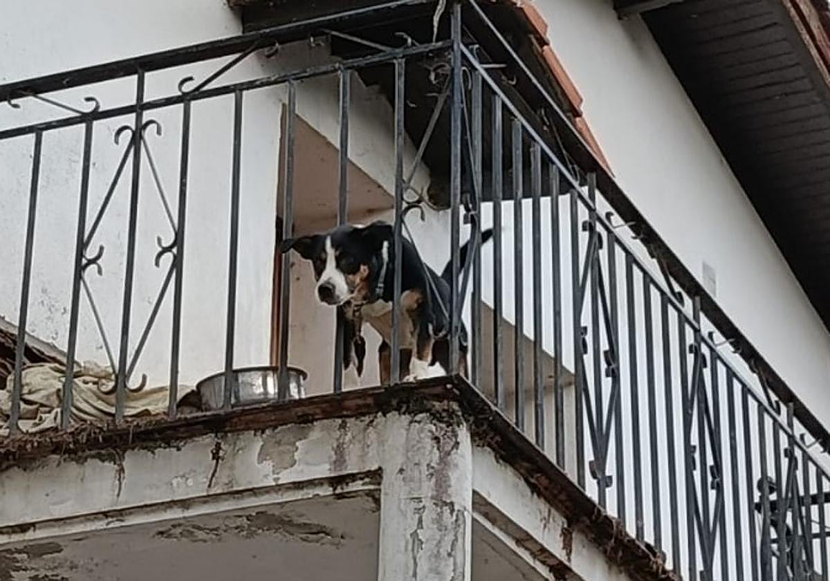 Uno de los perros que fueron incautados.