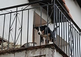 Uno de los perros que fueron incautados.