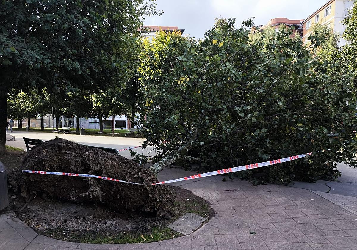 Imagen principal - Daños causados por el viento en un parque y una carretera de Bermeo.