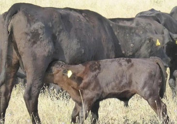 ¿Qué es la dermatosis nodular contagiosa?