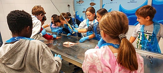 La limpieza de pescado es una de las actividades que más gusta al alumnado que acude a los talleres sensoriales de Mercabilbao.