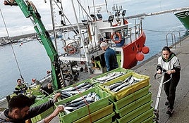 Las descargas de verdel en el puerto de Bermeo este año han sido muy escasas.