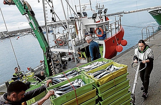 Pesca aboga por prohibir la importación de verdel para aliviar a la flota artesanal