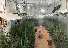 Plantación ilegal de marihuana en Mundaka.