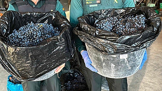 Investigan a cuatro vecinos de Basauri y Lemoa por el robo de media tonelada de uvas en La Rioja