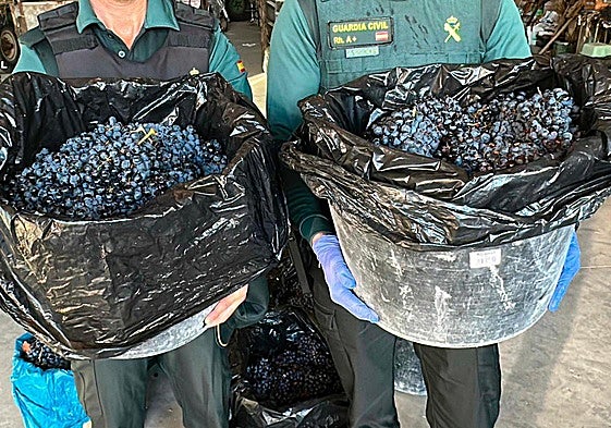 Investigan a cuatro vecinos de Basauri y Lemoa por el robo de media tonelada de uvas en La Rioja