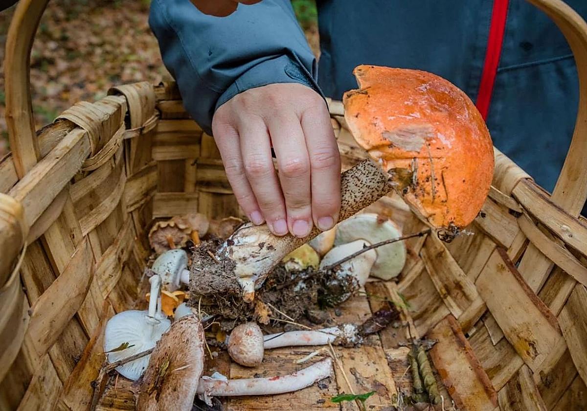 Los expertos inciden en la importancia de acudir a las sociedades micológicas para resolver dudas antes de comer setas.