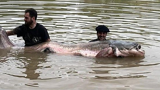 Capturan en Navarra el siluro más grande pescado en España