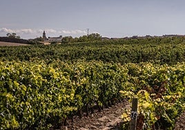 Imagen de la vendimia recién terminada.