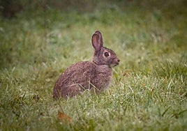 Un ejemplar captado en las inmediaciones del vivero municipal, en el parque de Olárizu.