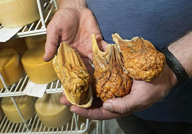 Estómagos de corderos de leche cuyo interior se usa como cuajo natural para elaborar estos quesos de autor.