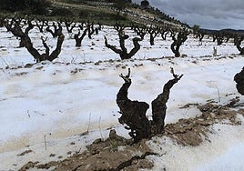 Daños en el viñedo de Rioja Alavesa tras la tormenta del pasado mes de julio.