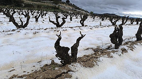 Agroseguro ha abonado 5 millones de euros por daños en el campo alavés este año