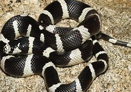 Encuentran una serpiente exótica en una parada de autobús de Vitoria