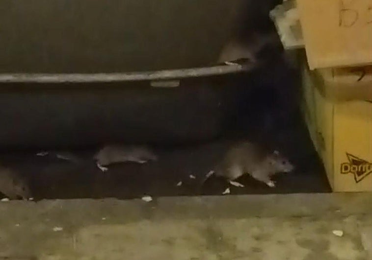 Imagen de un vídeo grabado por una vecina en pleno centro del municipio que capta varias ratas.