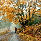 Rutas para disfrutar del color del otoño en los parques naturales vascos