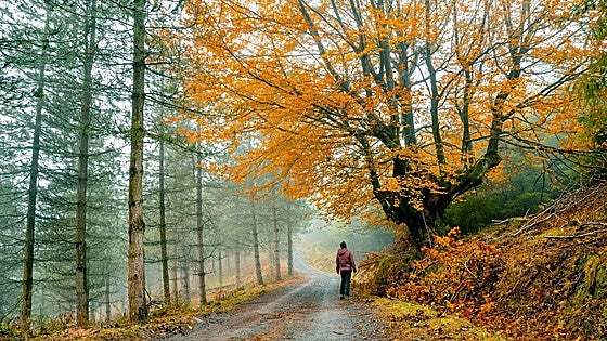 Rutas para disfrutar del color del otoño en los parques naturales vascos